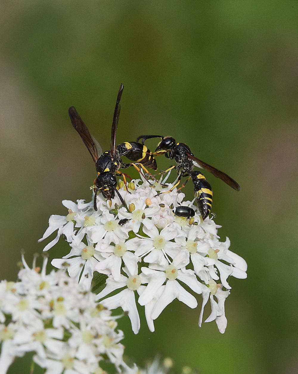 FilbyBroadWasp270621-4