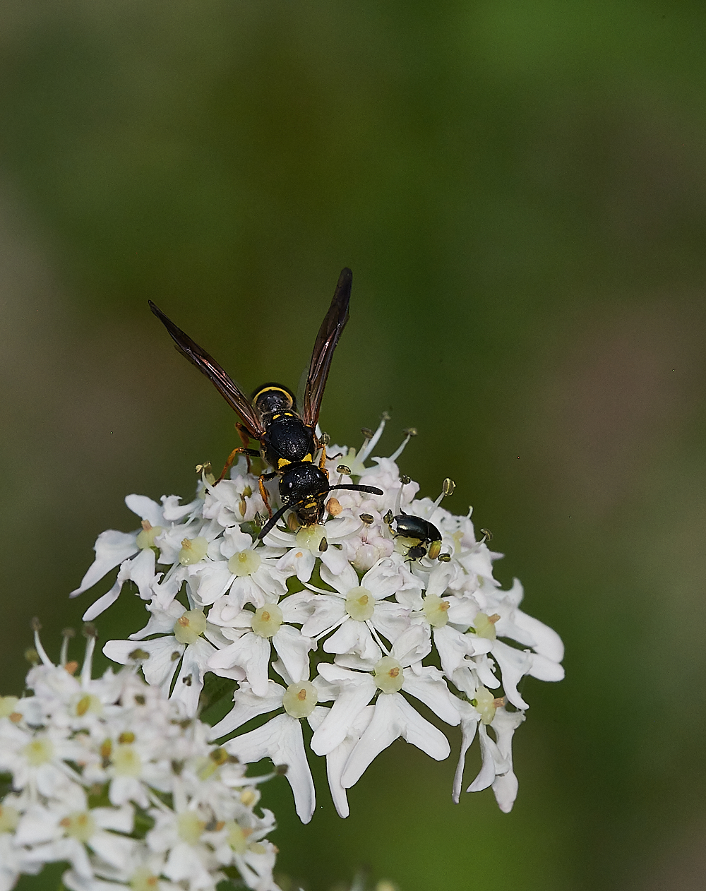 FilbyBroadWasp270621-5