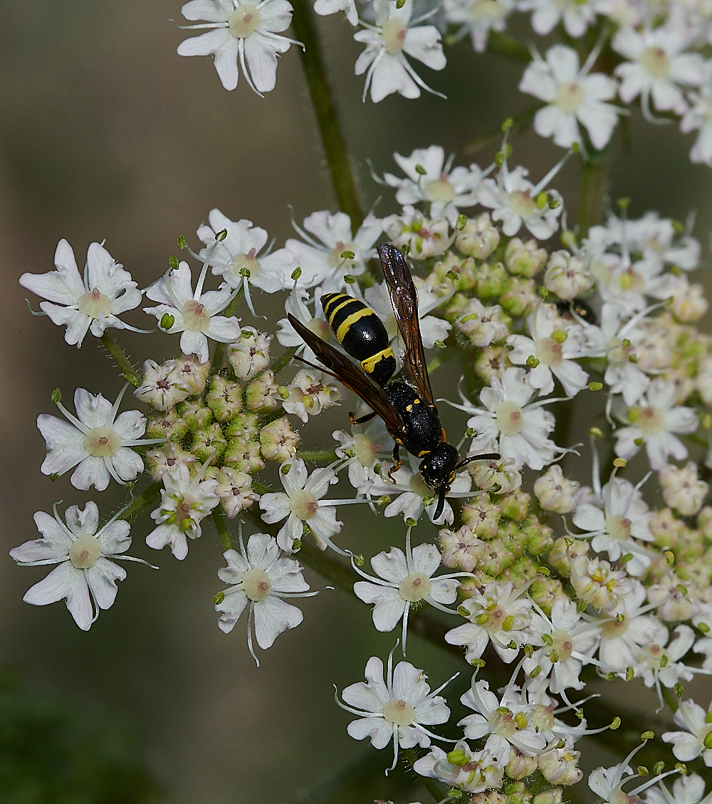 FilbyBroadWasp270621-6