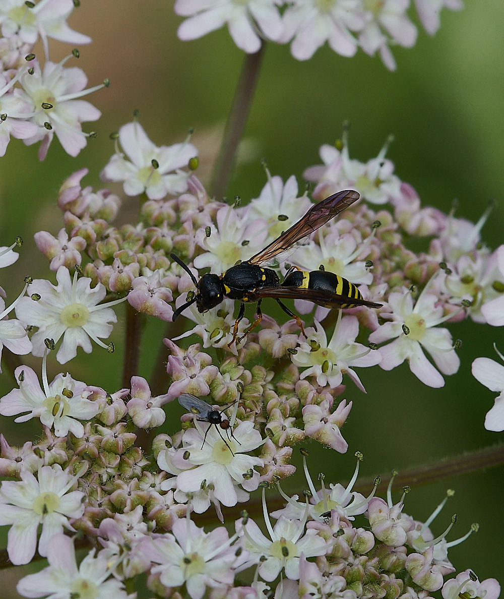 FilbyBroadWasp270621-7