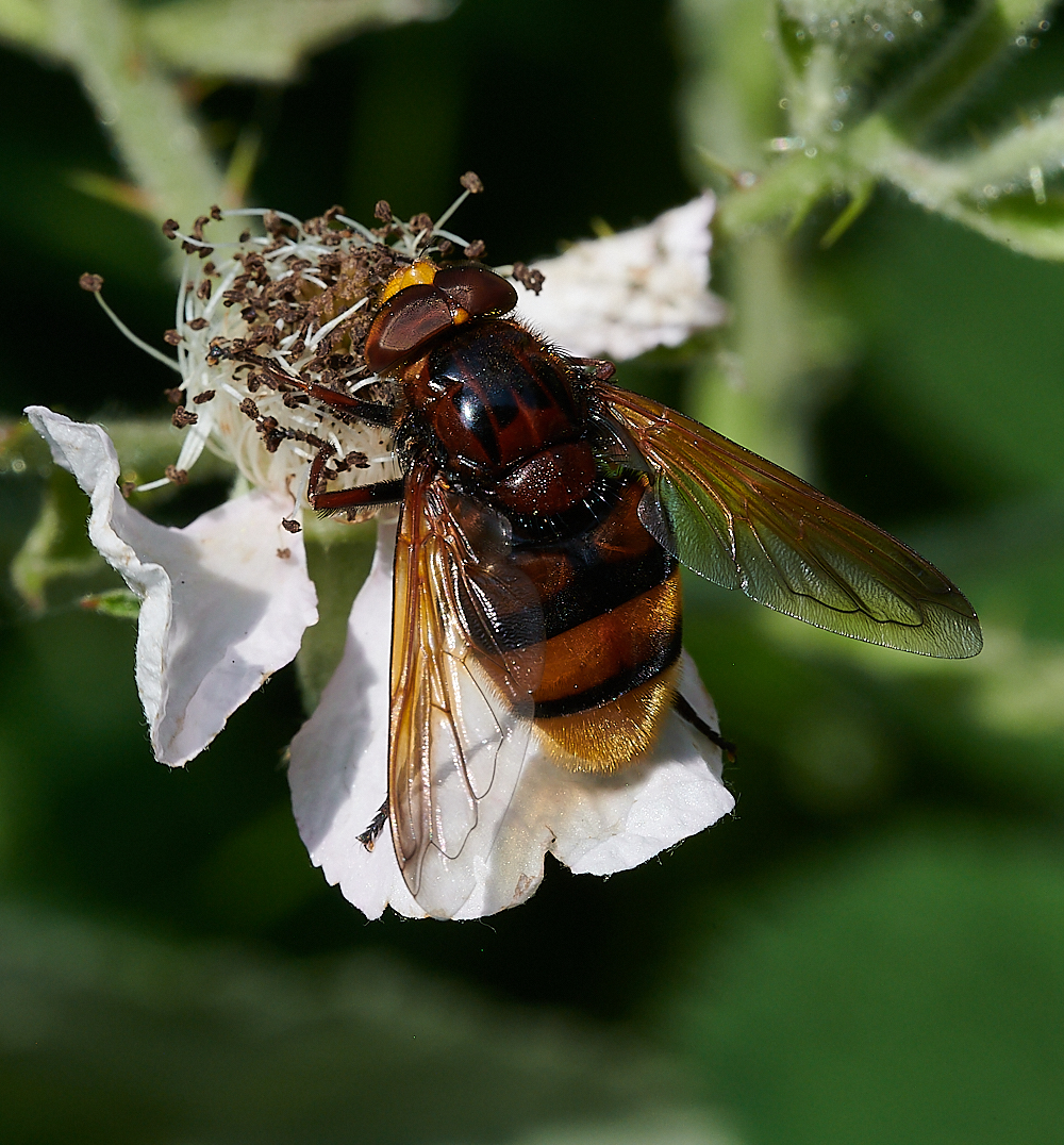 FilbyBroadZonaria270621-1