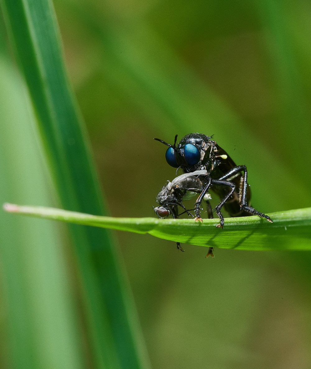 FouldenCommonBlueEye070621-1