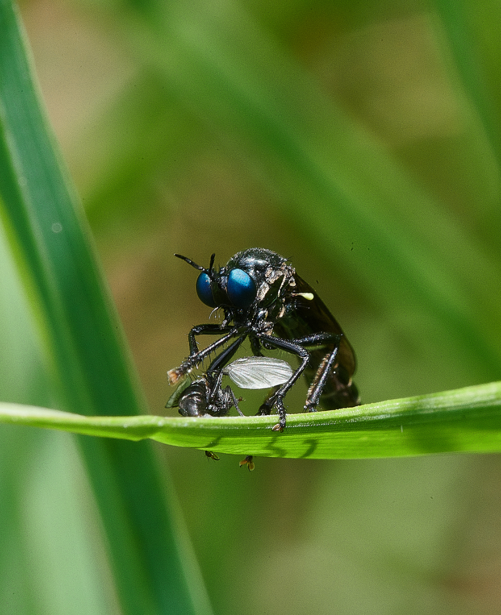 FouldenCommonBlueEye070621-3