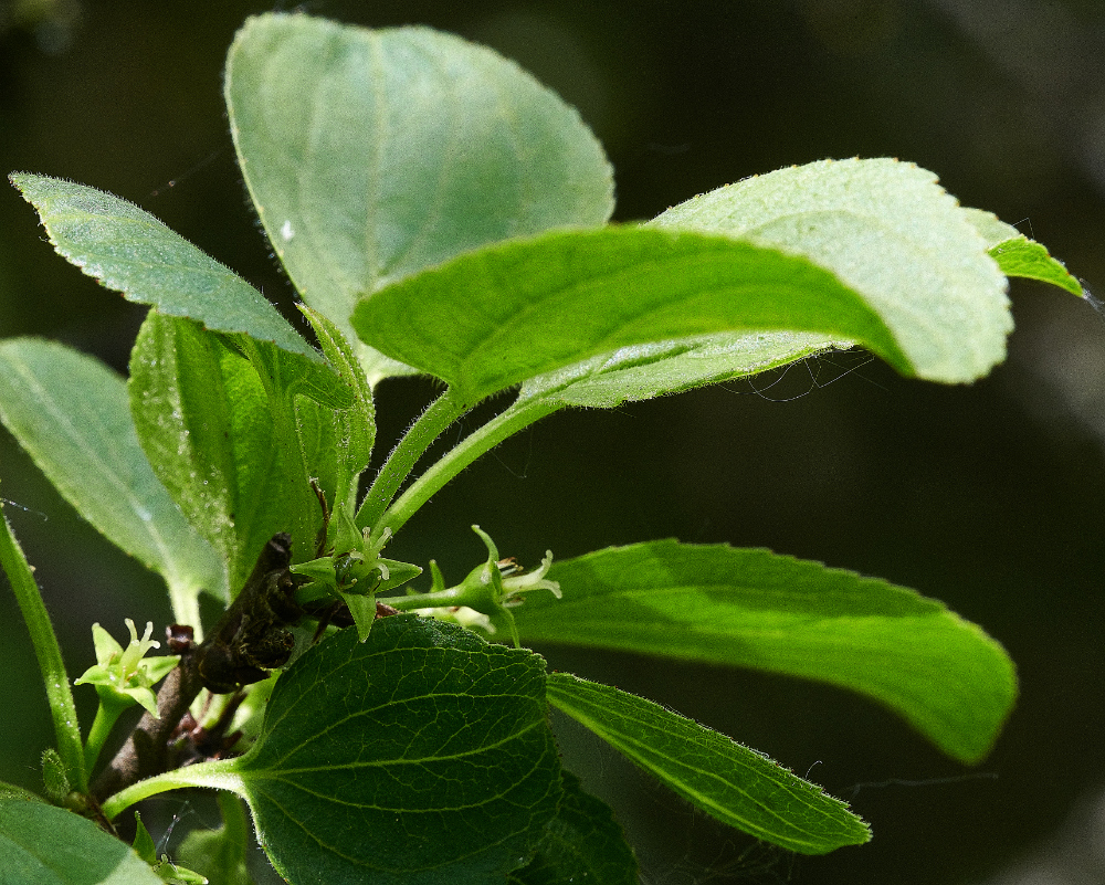 FouldenCommonBuckthorn070621-1