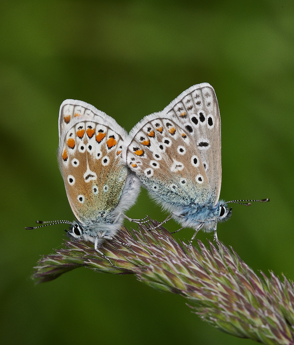 FouldenCommonCommonBlue070621-1