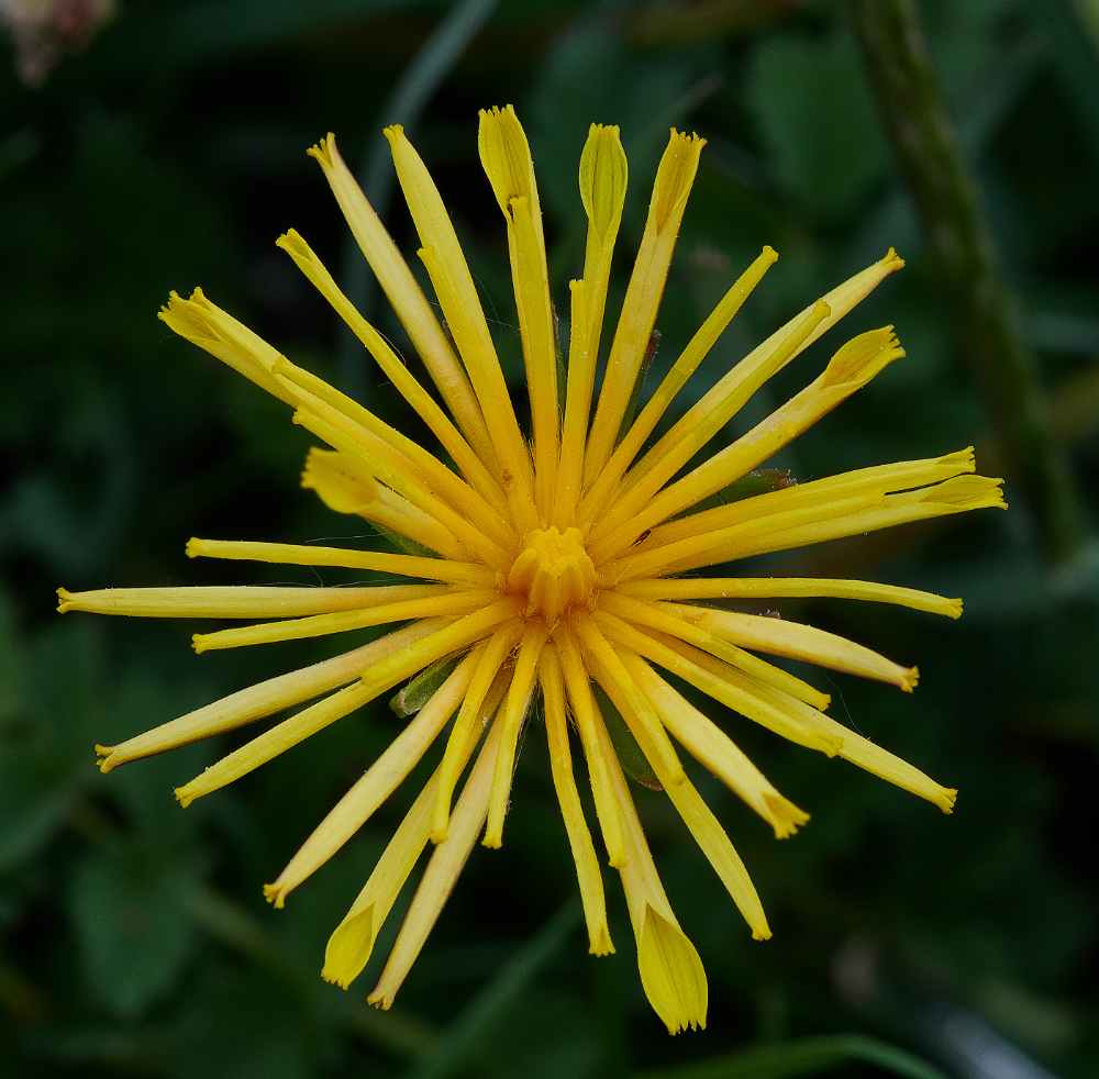 FouldenCommonDandelion070621-1