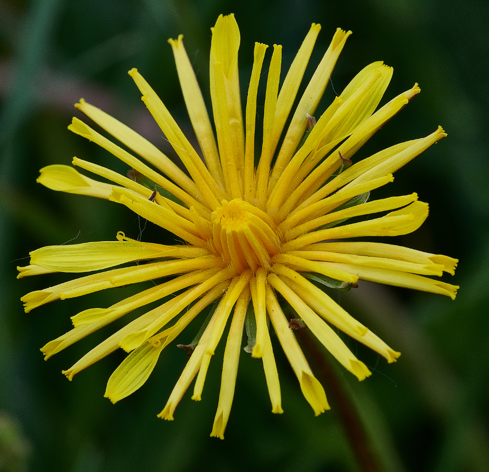 FouldenCommonDandelion070621-2