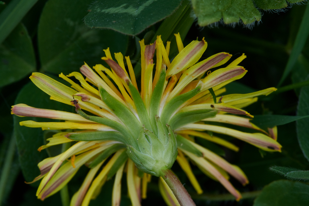 FouldenCommonDandelion070621-5