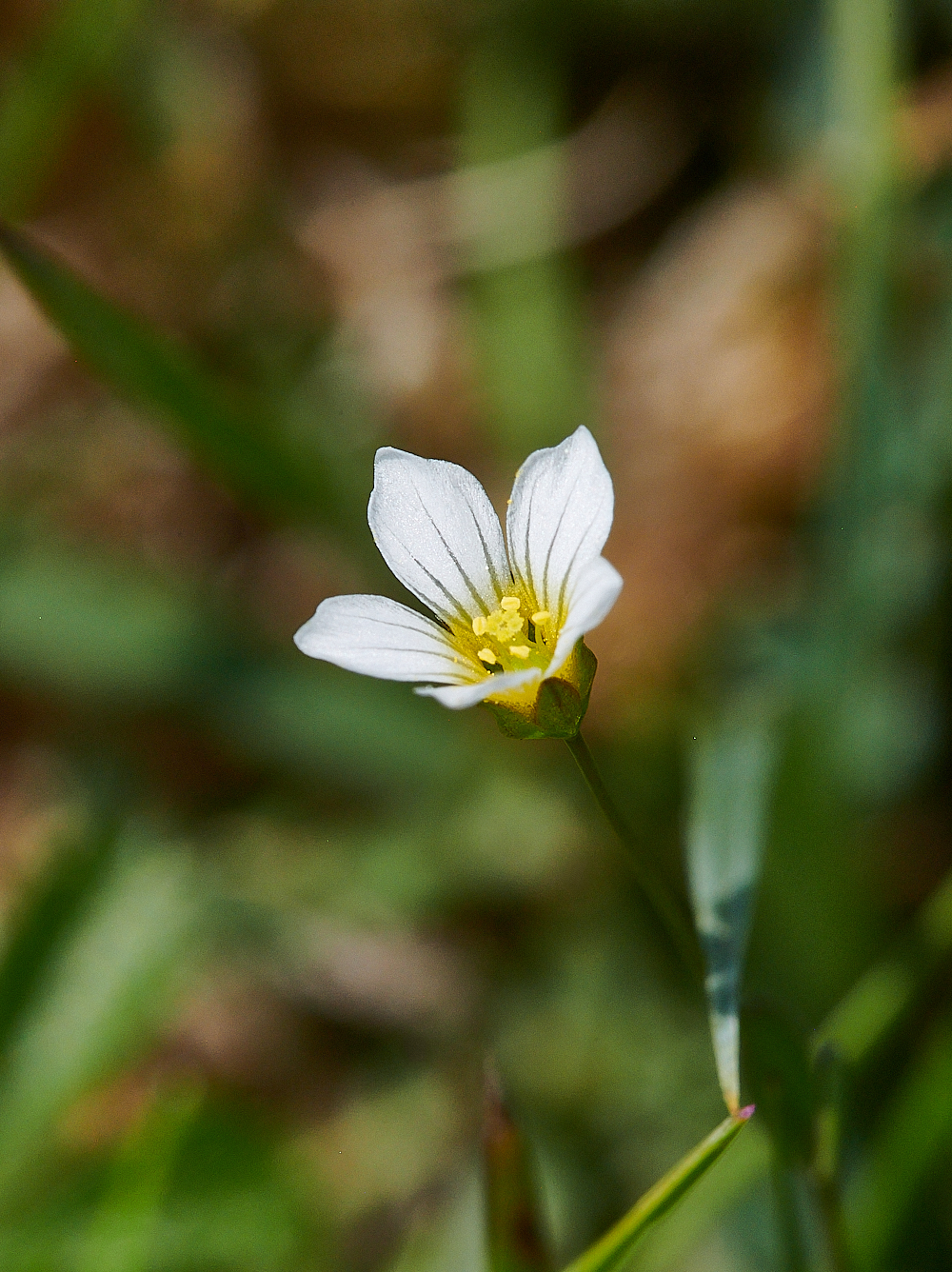 FouldenCommonFairyFlaxus070621-1