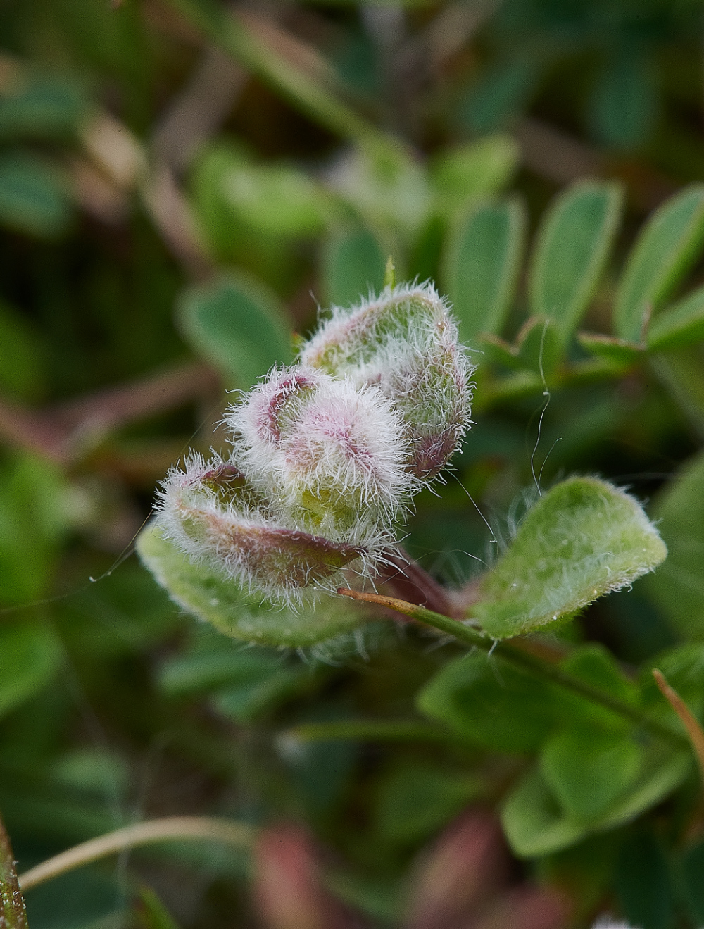 FouldenCommonGall070621-1