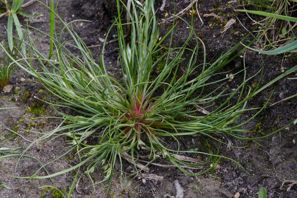 FouldenCommonGrassRush070621-1