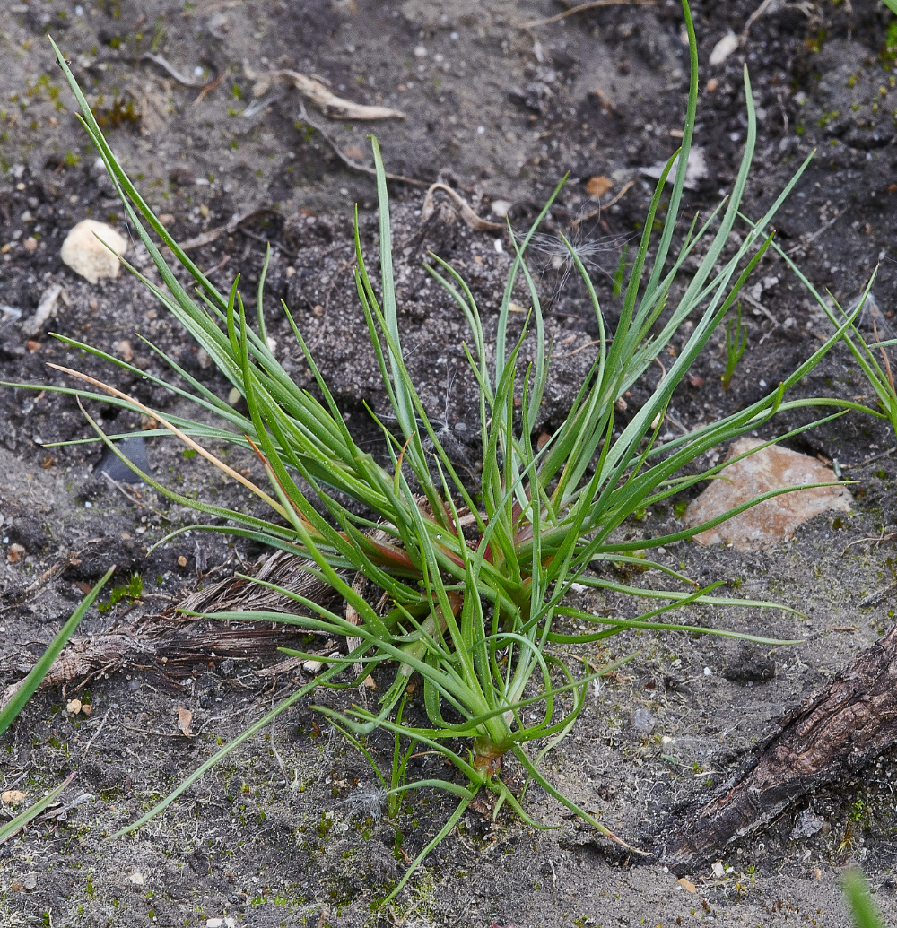 FouldenCommonGrassRush070621-2