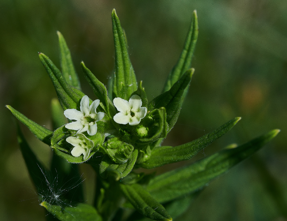 FouldenCommonGromwell070621-1