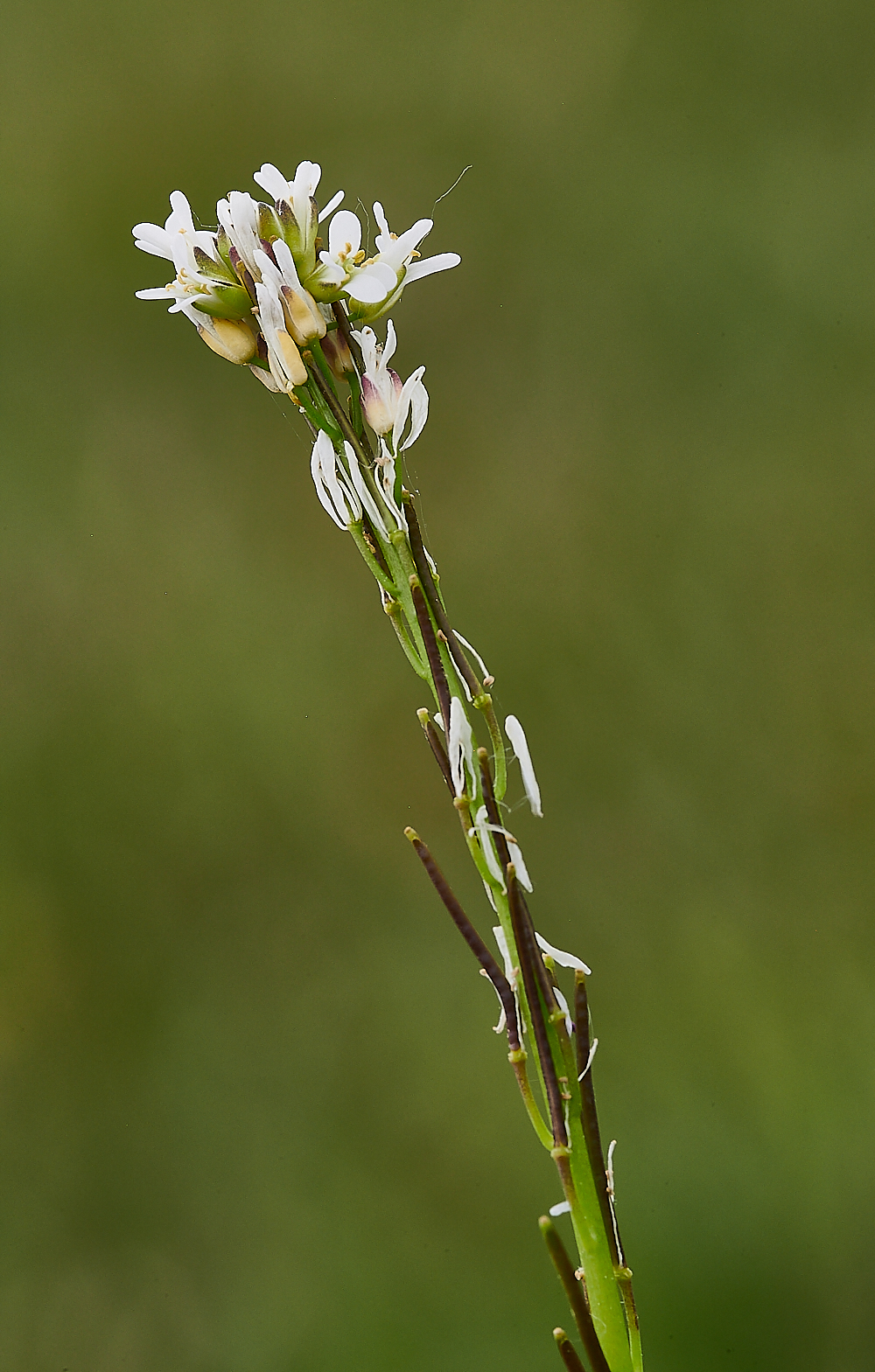 FouldenCommonHoaryRockCress070621-1