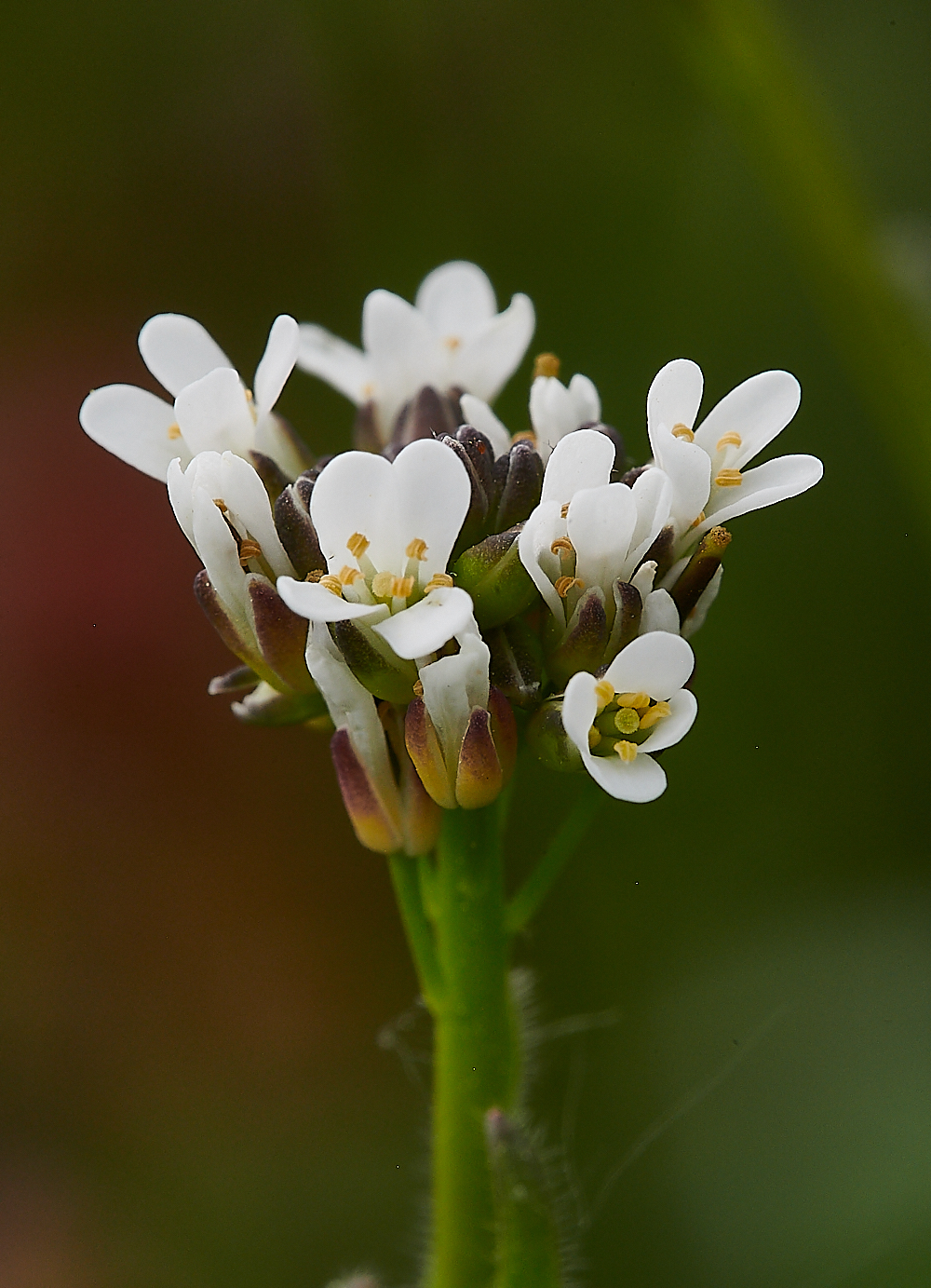 FouldenCommonHoaryRockCress070621-2