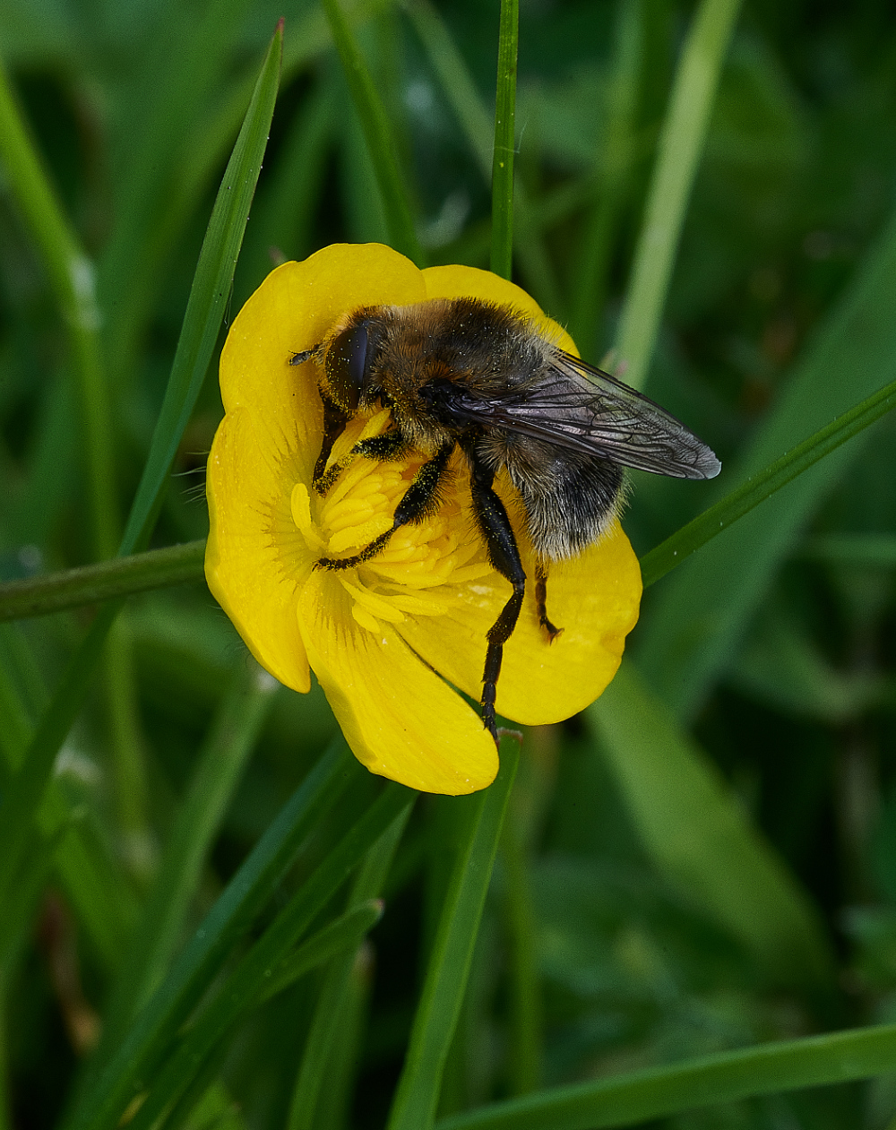 FouldenCommonHover2070621-2