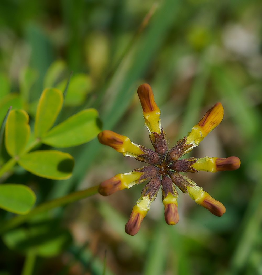 FouldenCommonKidneyVetch070621-1