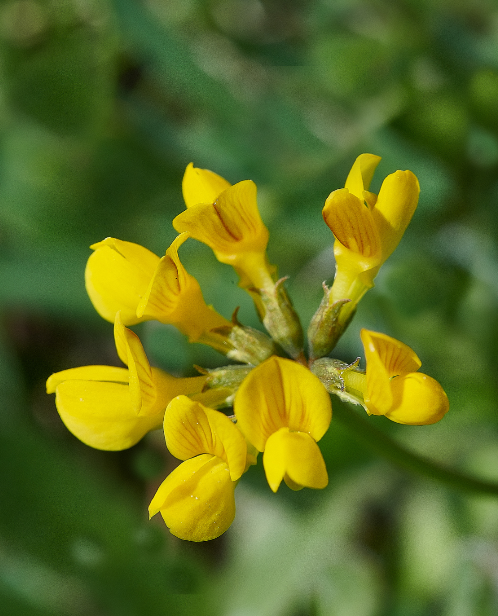 FouldenCommonKidneyVetch070621-3