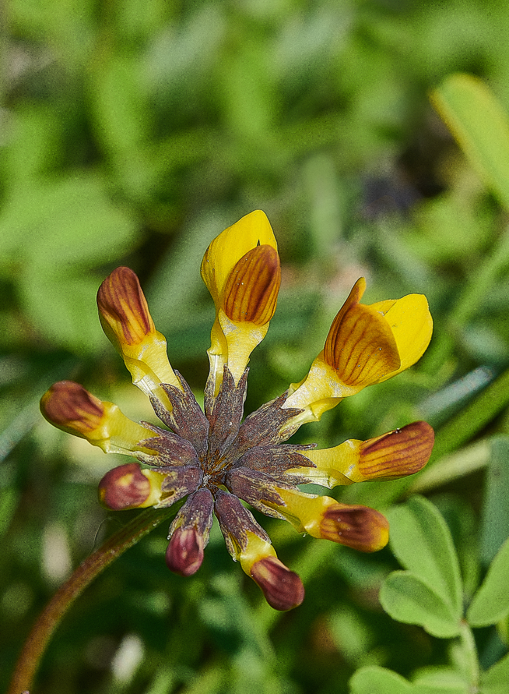 FouldenCommonKidneyVetch070621-2