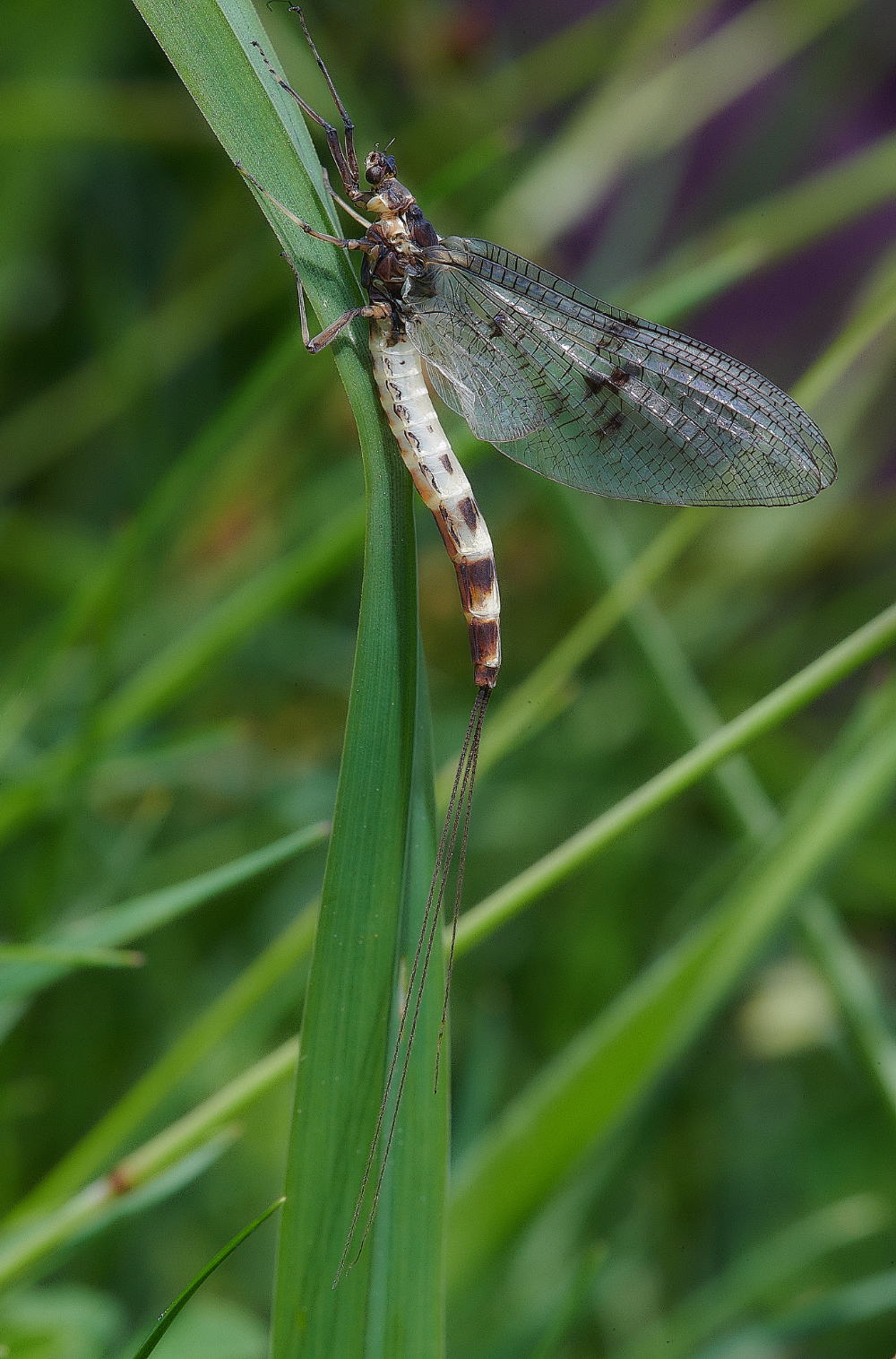 FouldenCommonMayfly070621-1