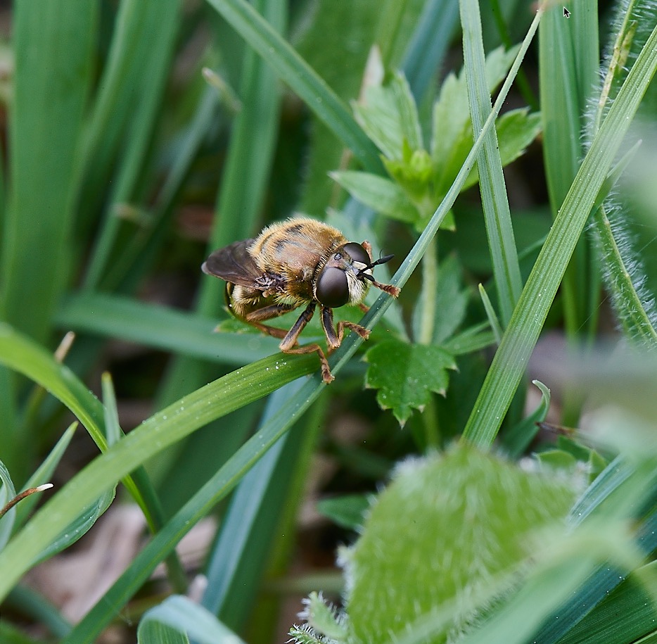 FouldenCommonMeridon070621-2