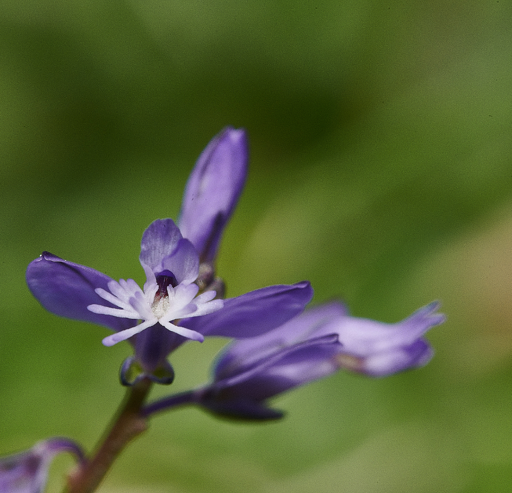 FouldenCommonMilkwort070621-1