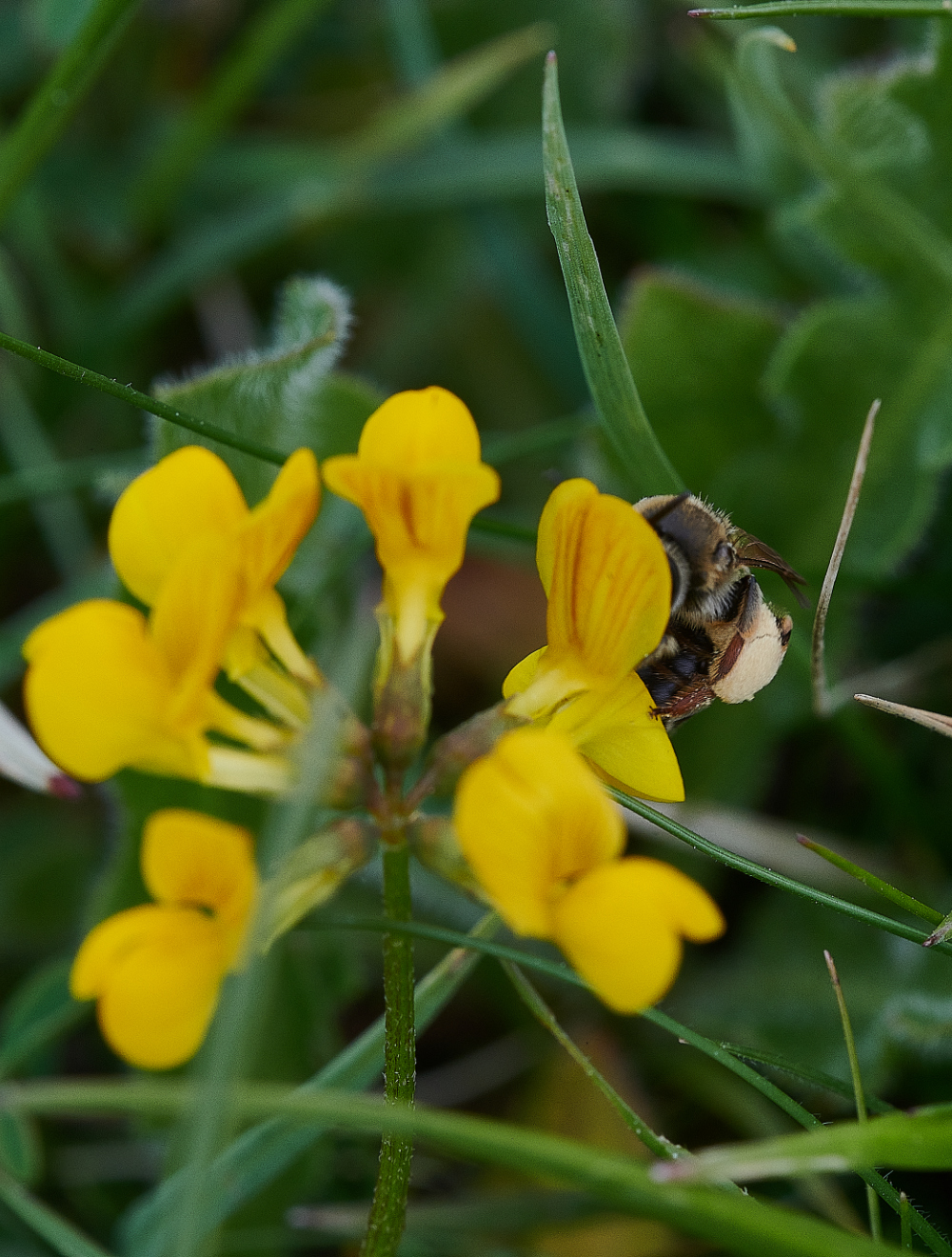 FouldenCommonMiningBee070621-1