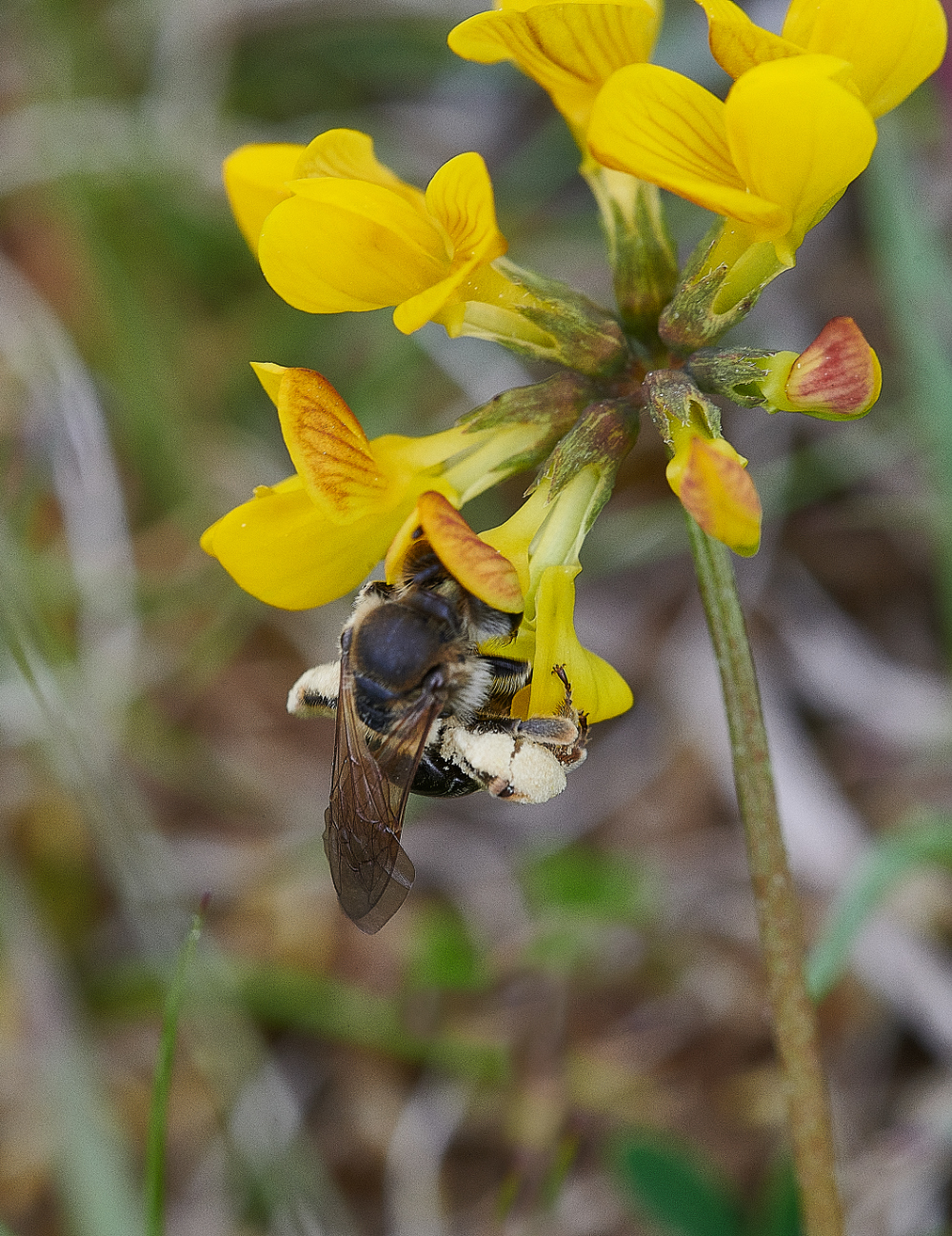 FouldenCommonMiningBee070621-2