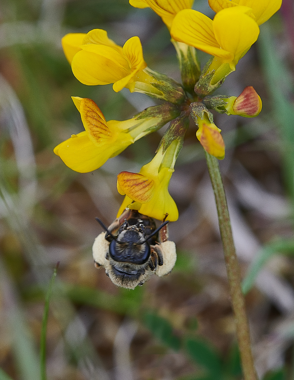 FouldenCommonMiningBee070621-3