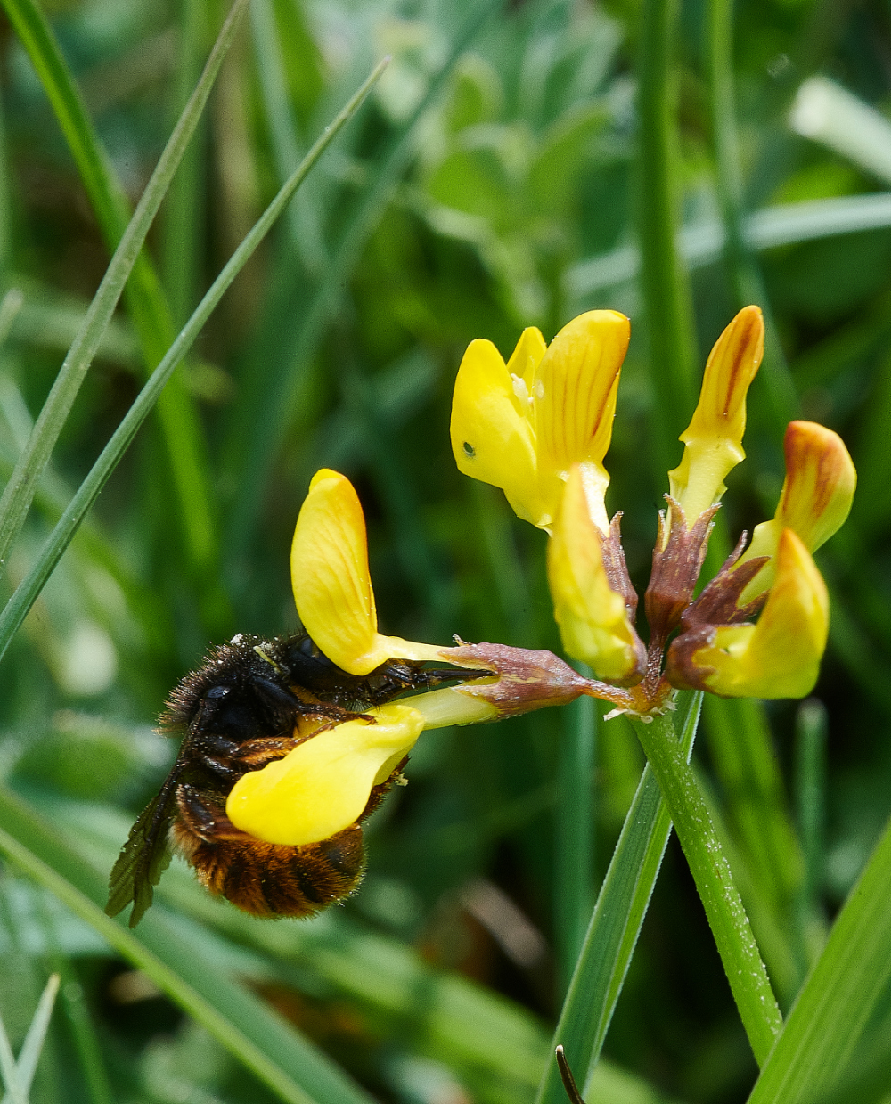 FouldenCommonRedMasonBee070621-1