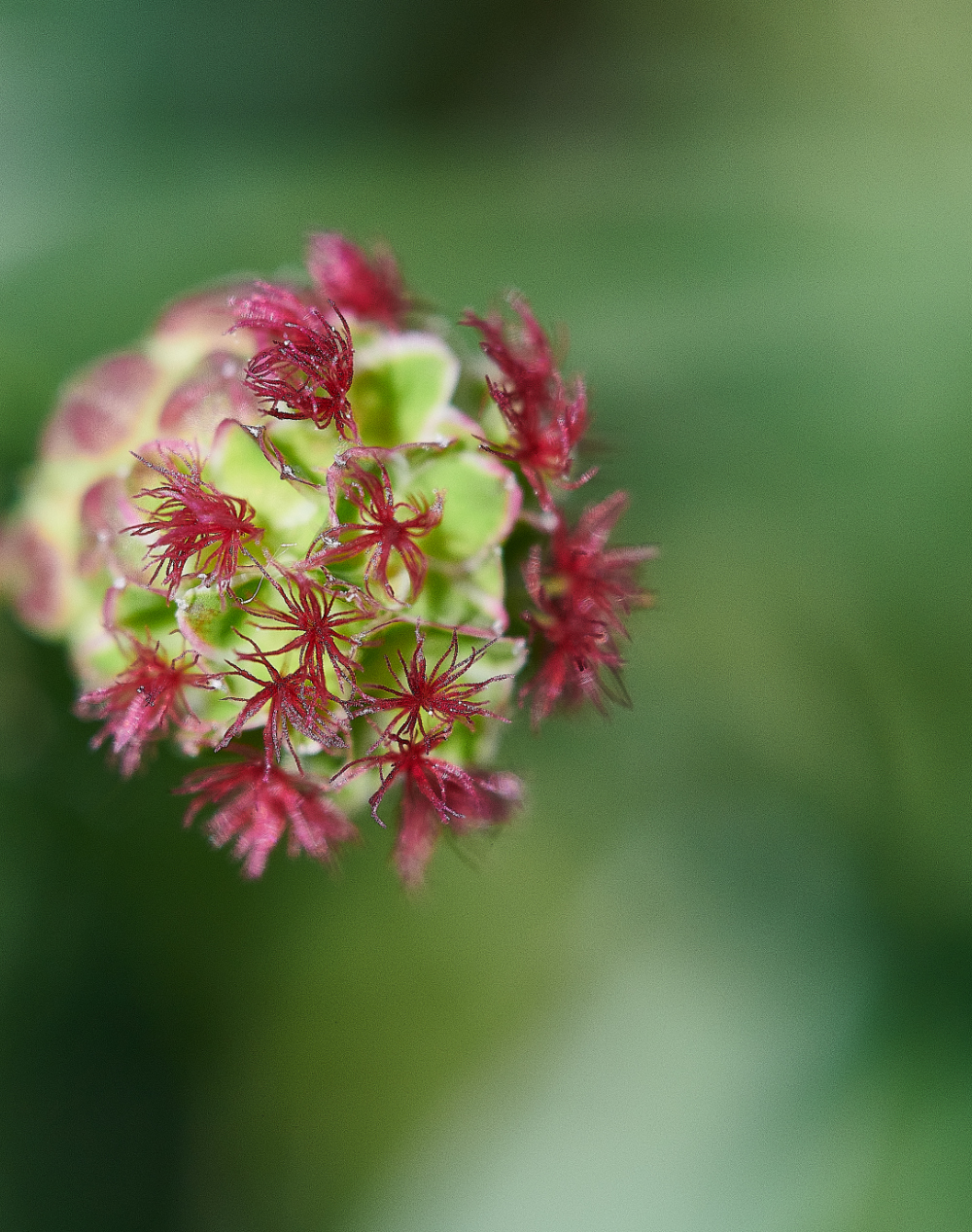 FouldenCommonSaladBurnet070621-1