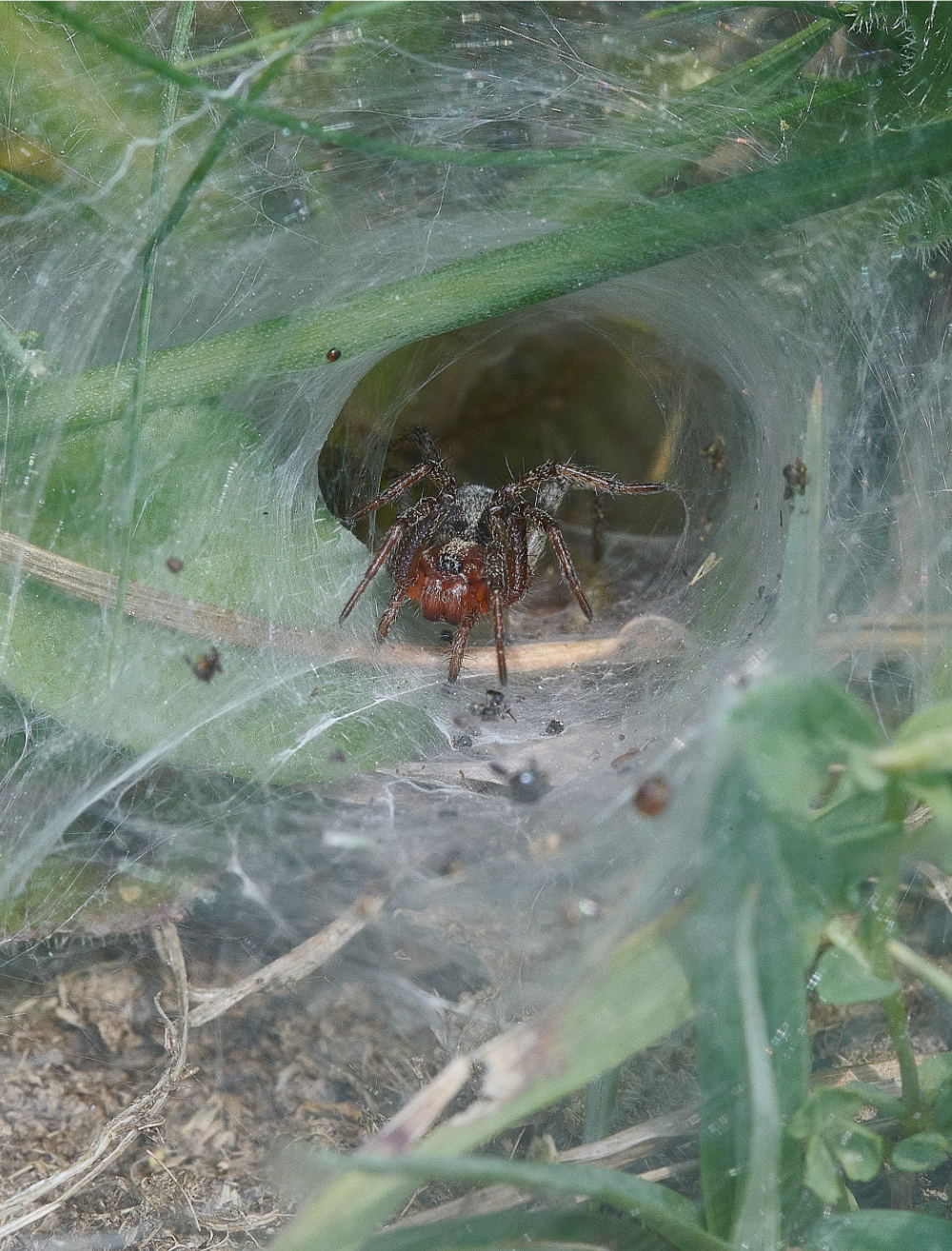 FouldenCommonSpiderSp070621-1