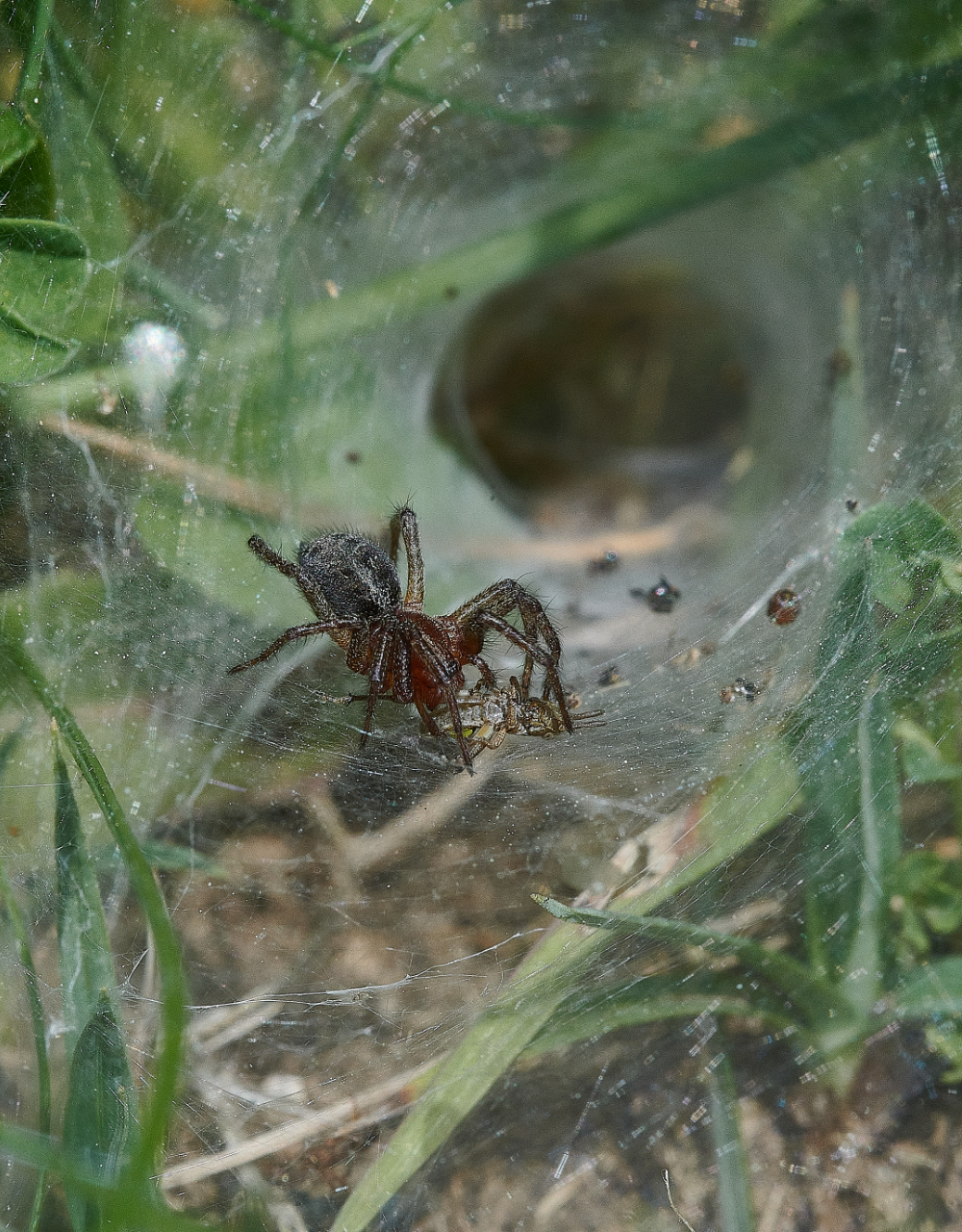 FouldenCommonSpiderSp070621-2