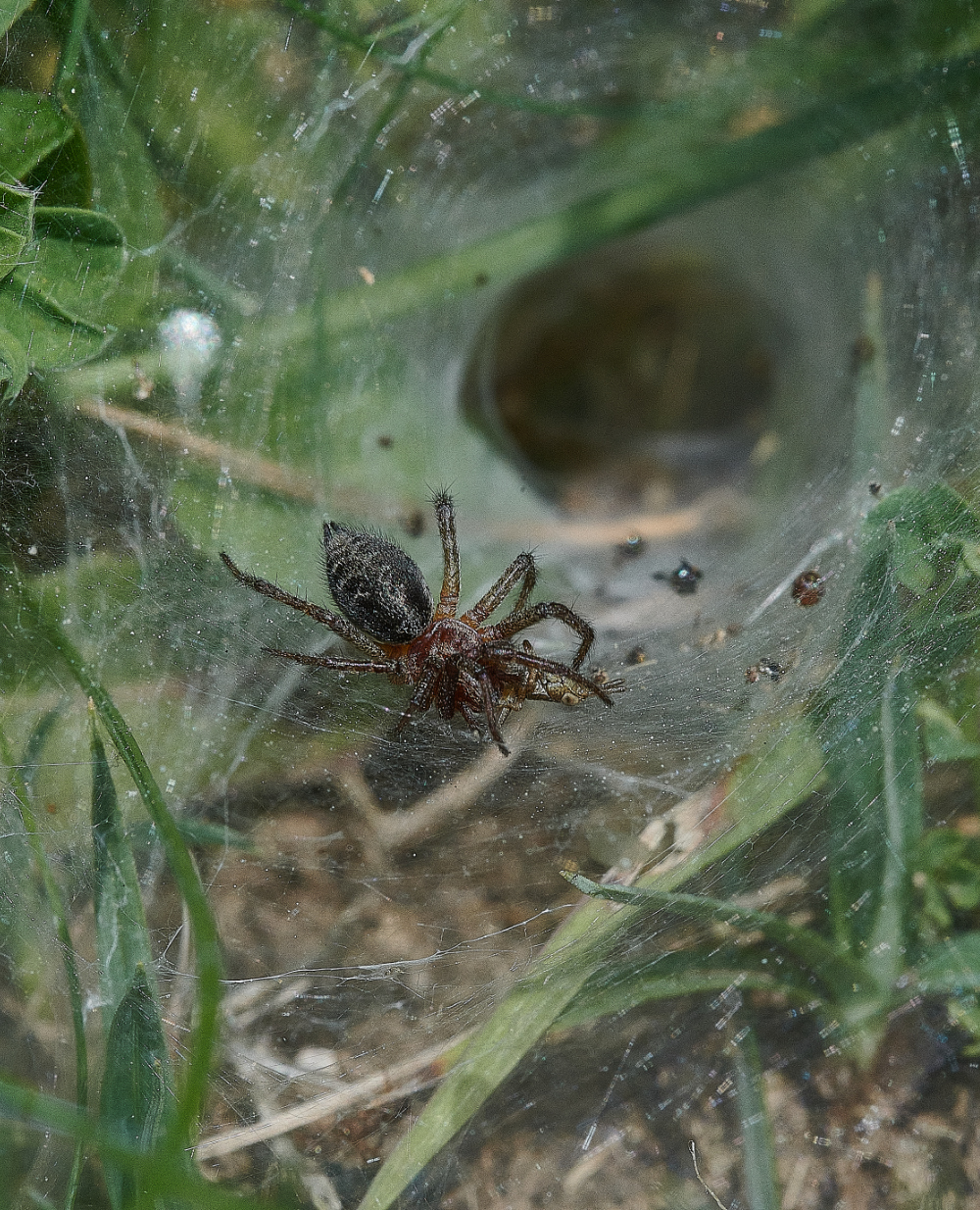 FouldenCommonSpiderSp070621-3