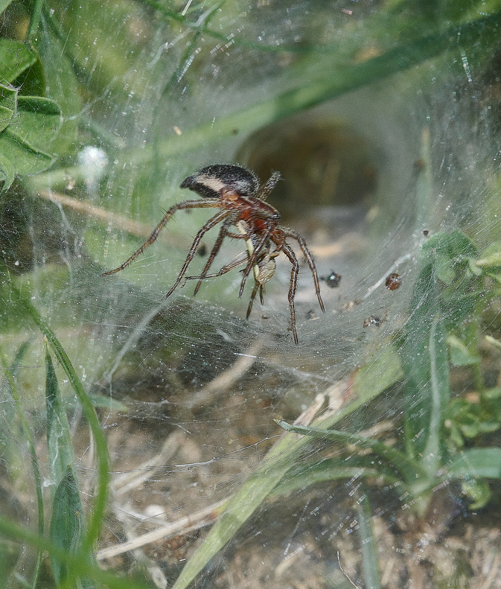 FouldenCommonSpiderSp070621-4