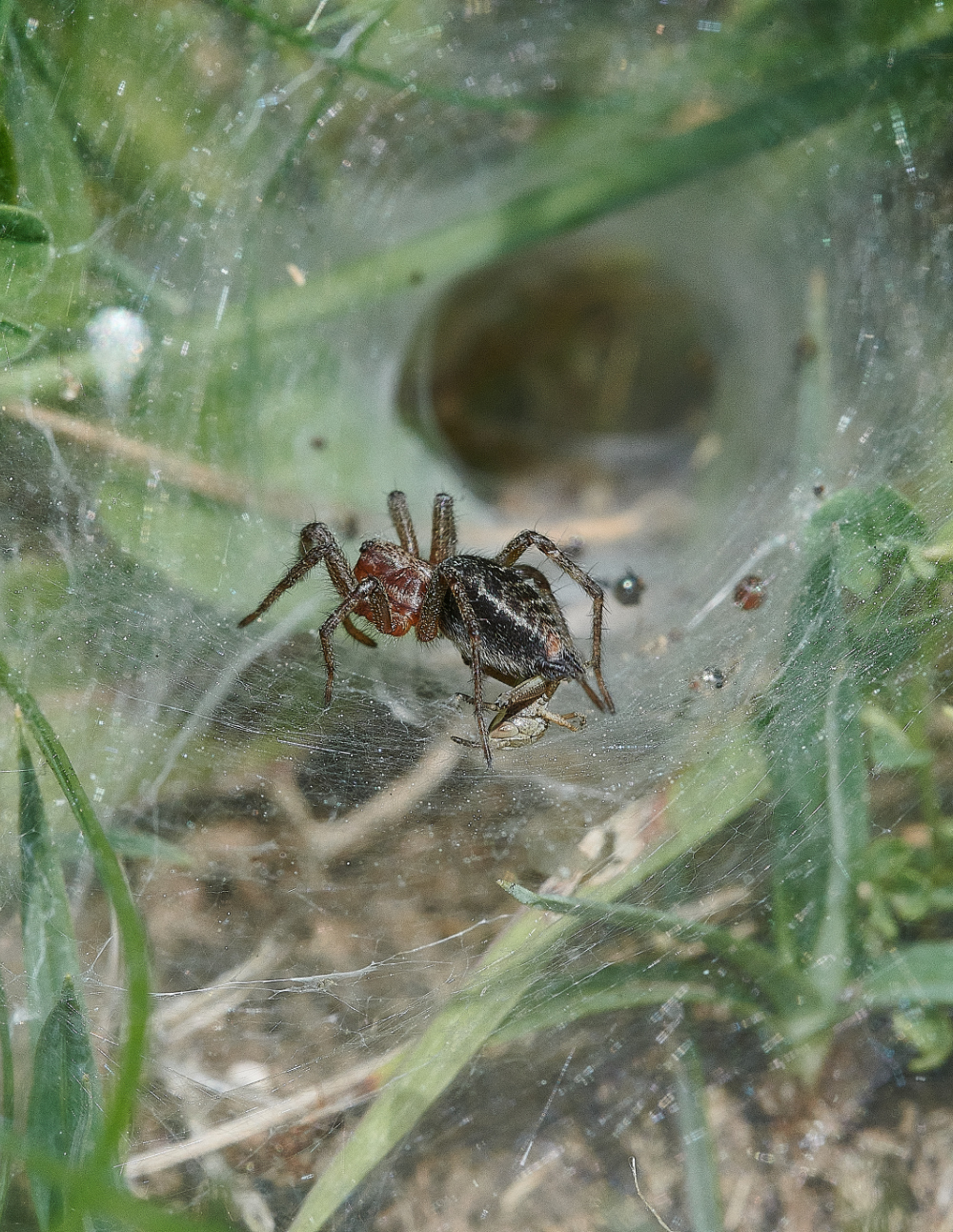 FouldenCommonSpiderSp070621-5