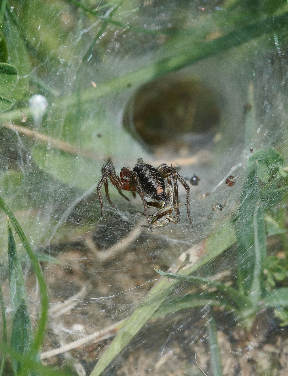 FouldenCommonSpiderSp070621-6