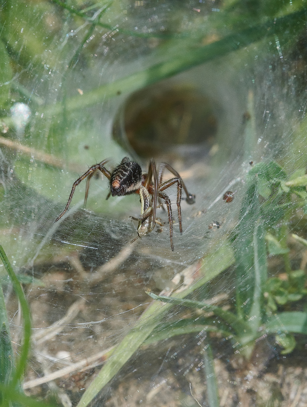 FouldenCommonSpiderSp070621-7