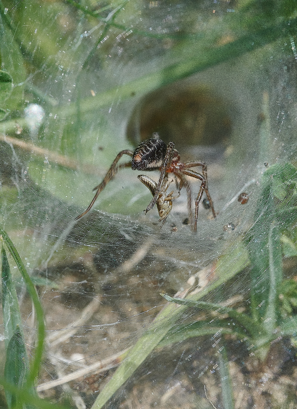 FouldenCommonSpiderSp070621-8