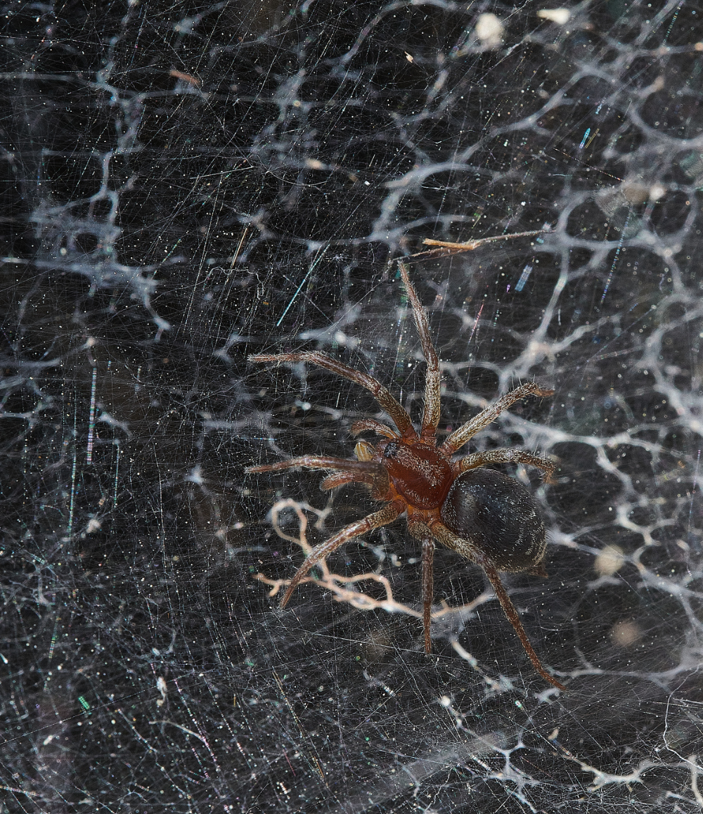 FouldenCommonSpiderSp070621-9