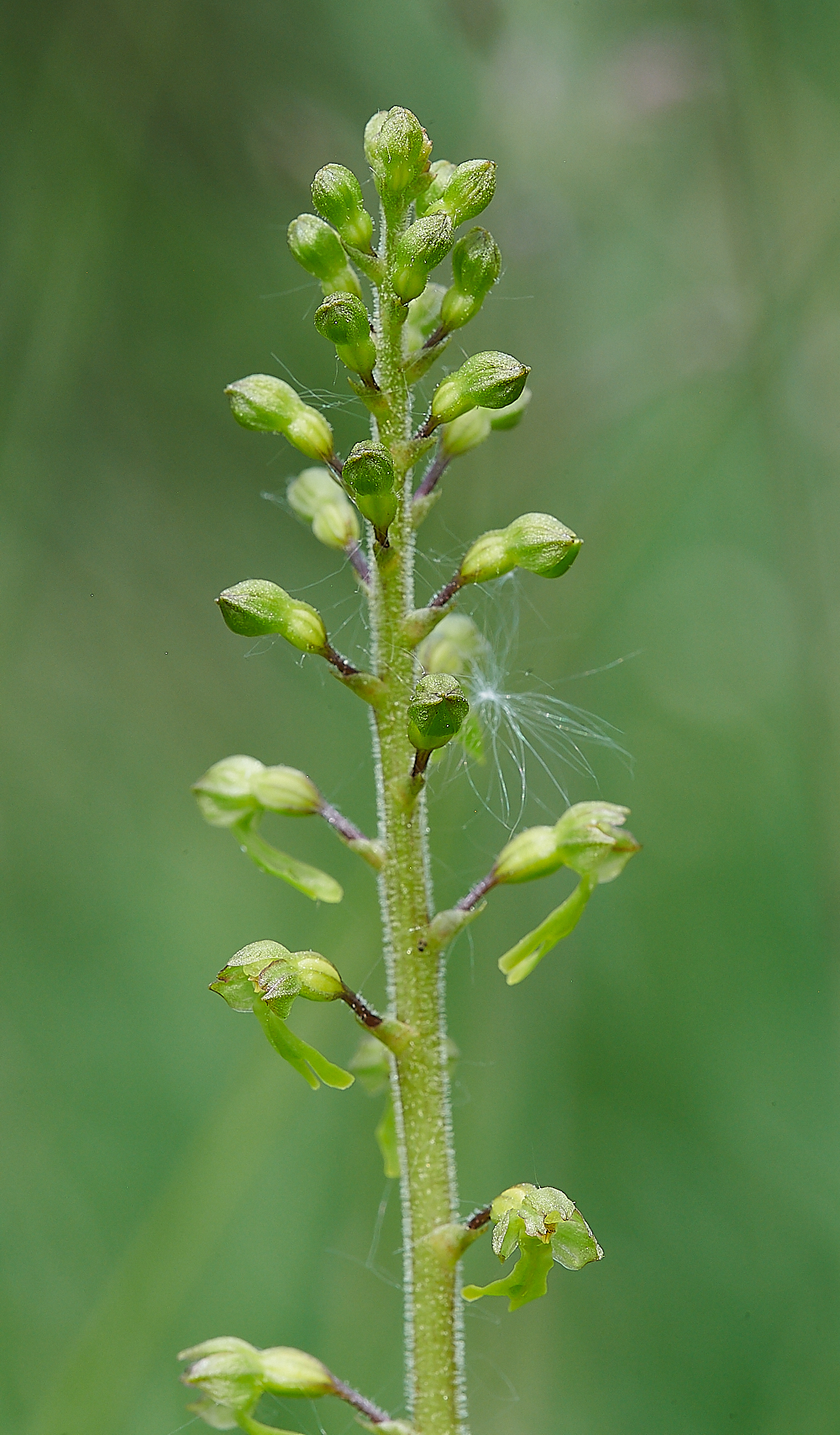 FouldenCommonTwaayBladen070621-1