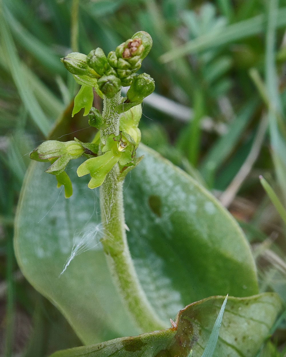 FouldenCommonTwayBlade070621-3