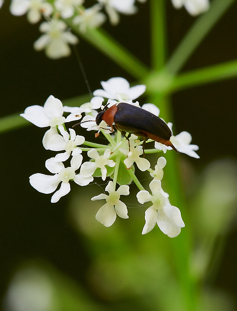 FoxleyWoodBeetle130621-1