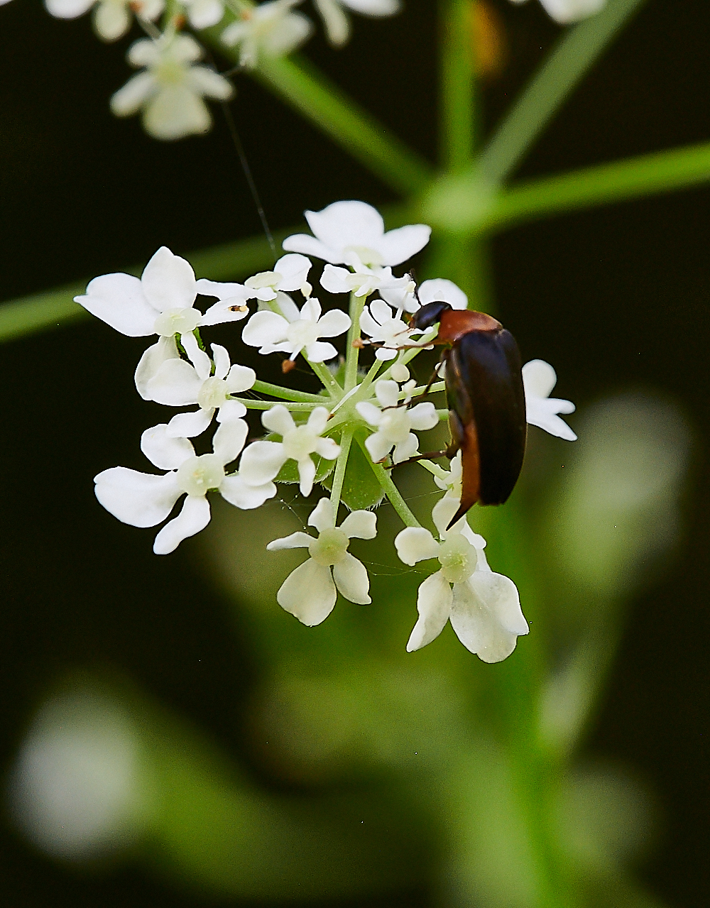 FoxleyWoodBeetle130621-2