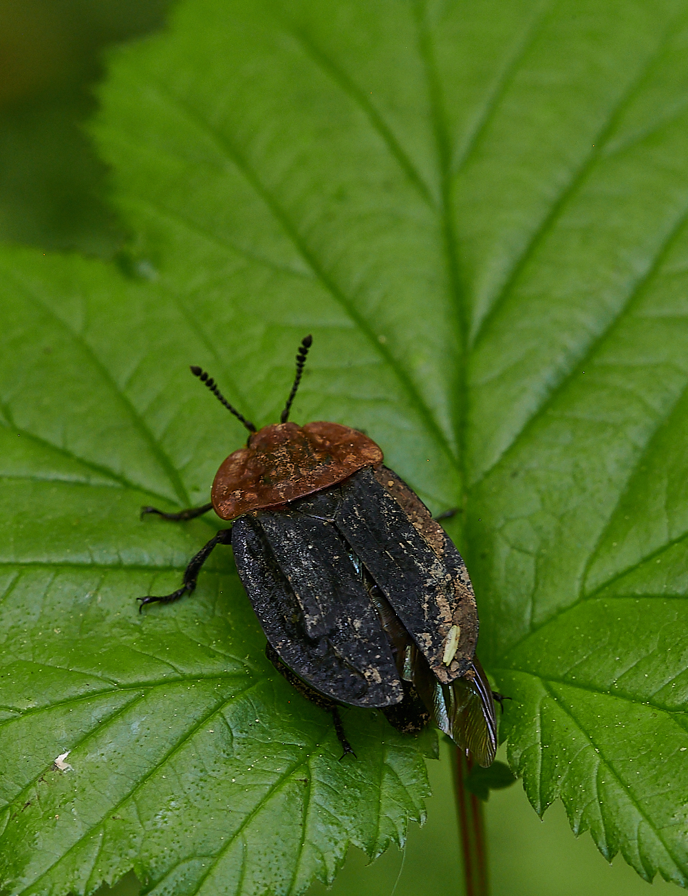 FoxleyWoodCarrionBeetle130621-1