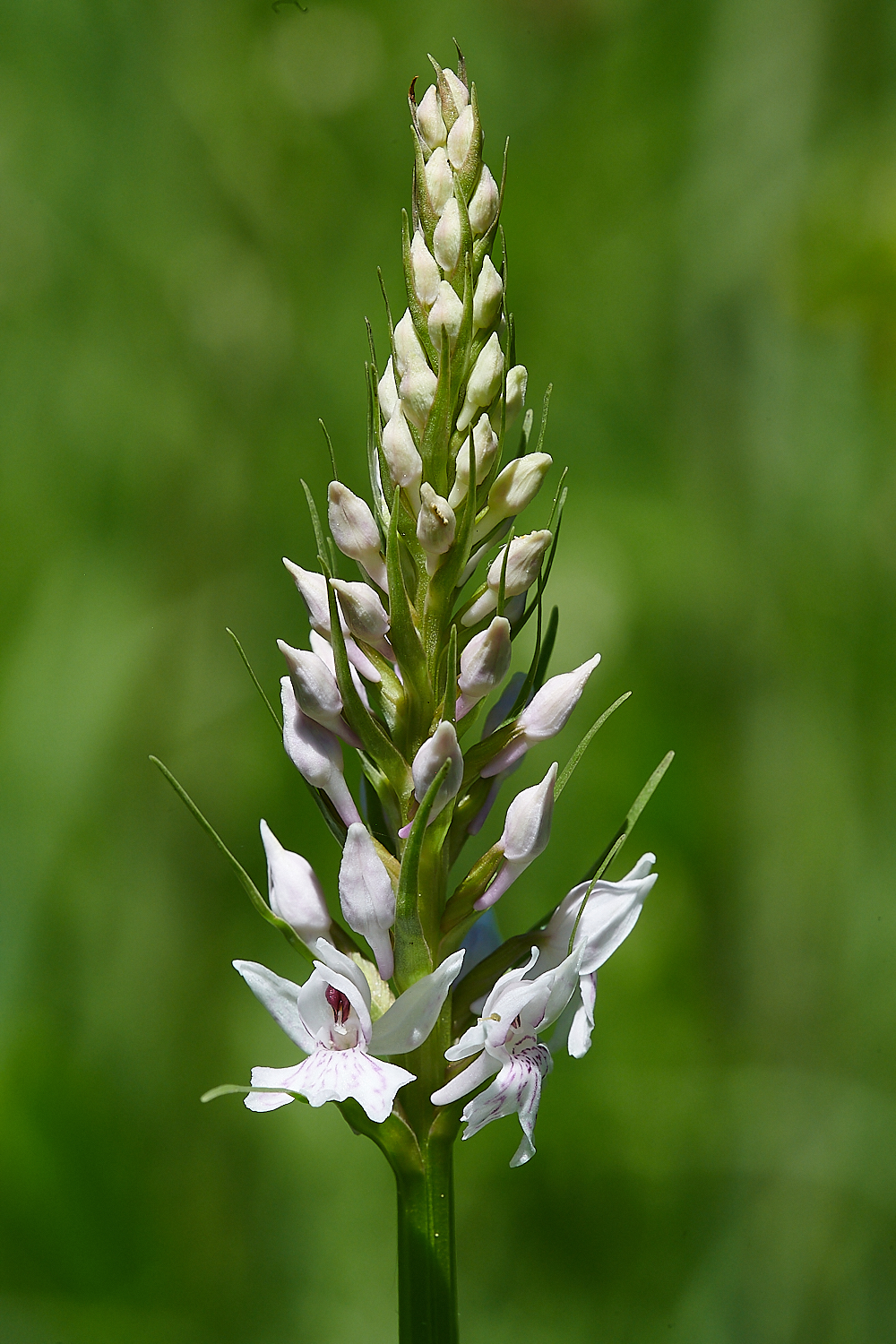 FoxleyWoodCommonSpottedOrchid3130612-1