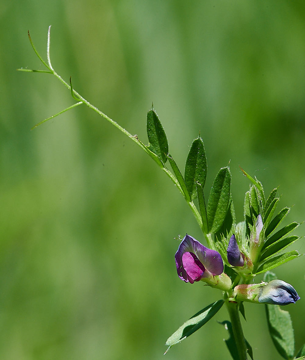 FoxleyWoodCommonVetch3130612-1