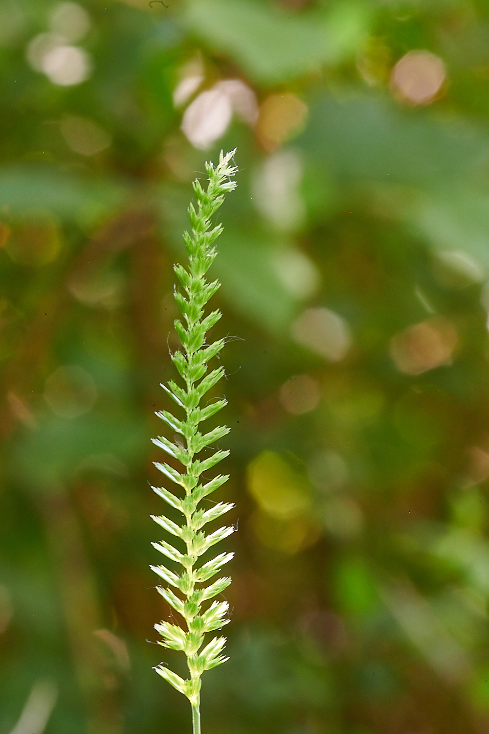 FoxleyWoodCrestedDog&#39;sTail3130612-1