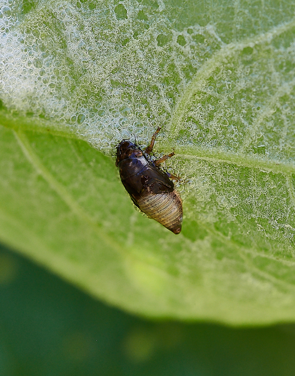 FoxleyWoodCuckooSPitBug130621-1