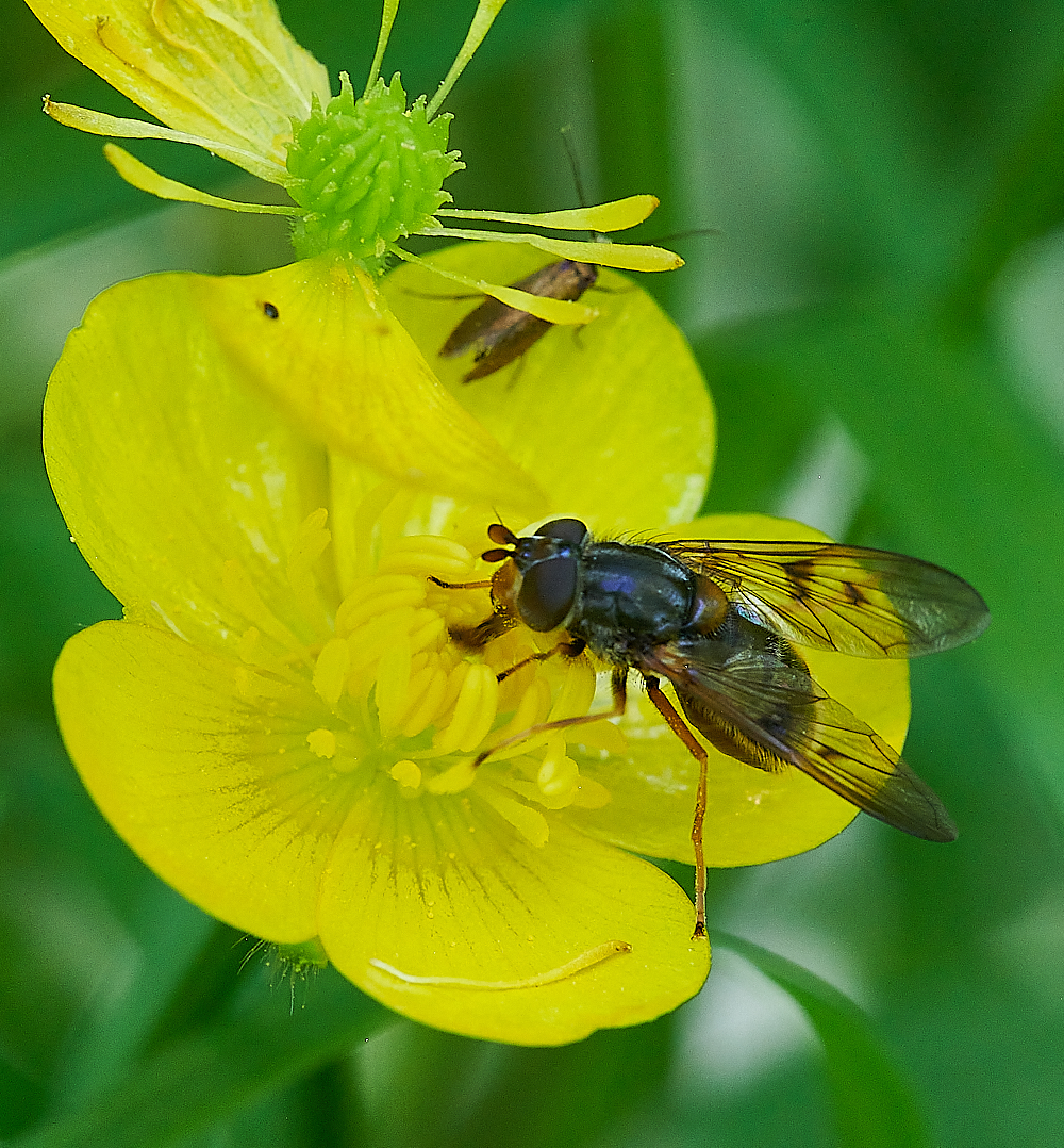 FoxleyWoodHoverfly2130612-3